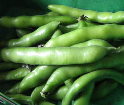 broad beans