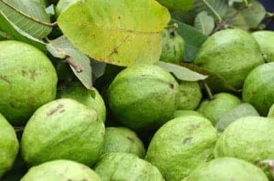 Guavas