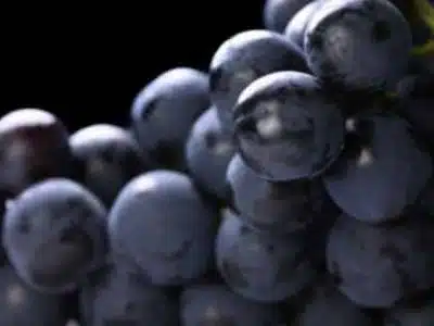 Black Grape Sherbet