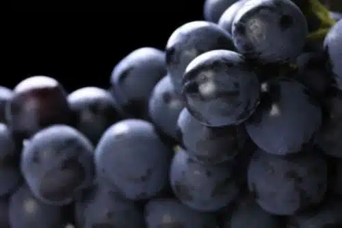 Black Grapes