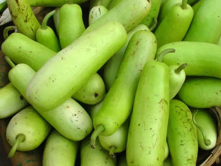 Bottle Gourd