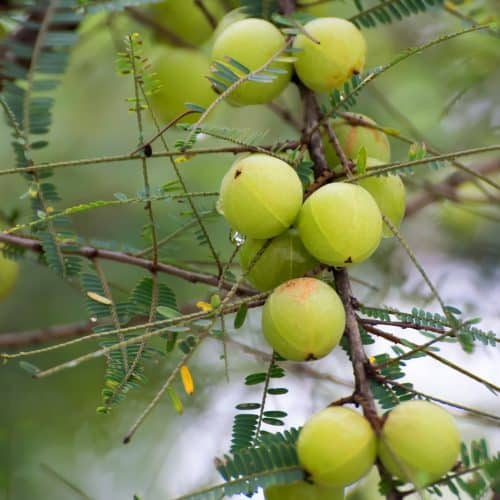 Amla Gooseberry