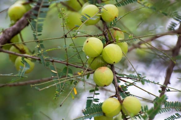 10 Amazing Amla Benefits for Your Health