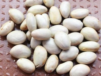 Palakottai Thokku