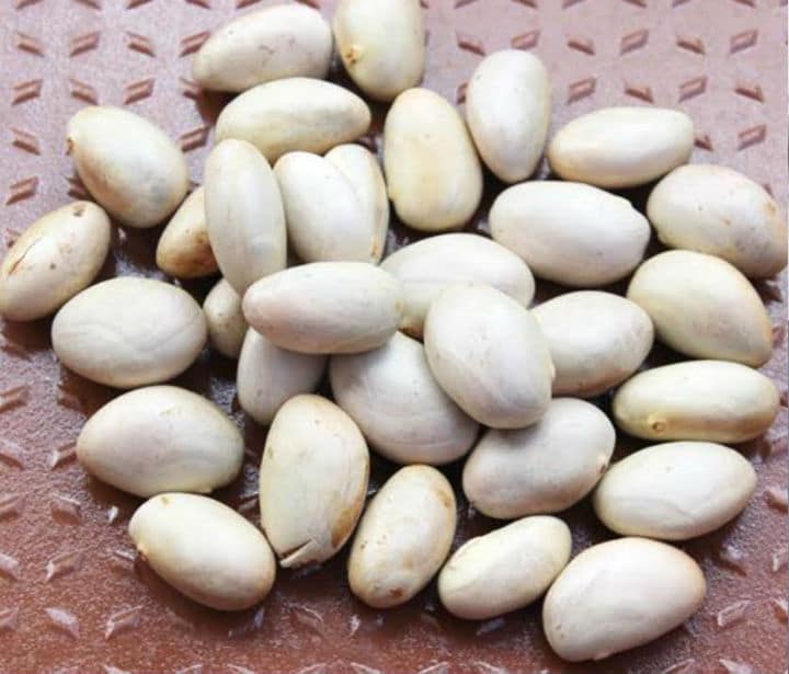 palakottai (Jackfruit Seeds)