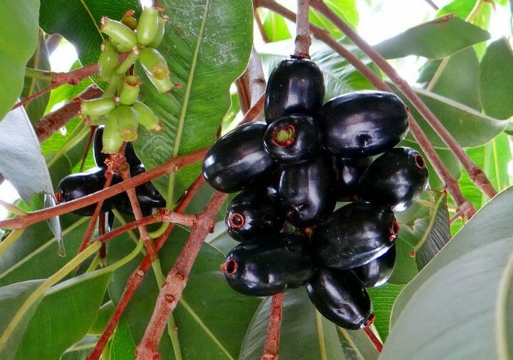 Jamun fruit