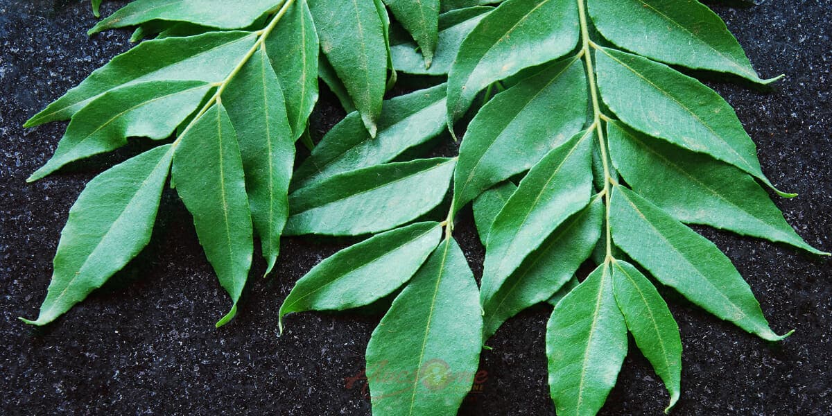 Curry Leaves