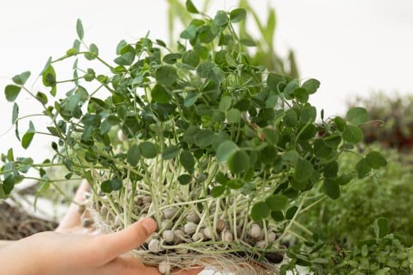 Top Fresh Fenugreek Leaves Benefits For Improved Health