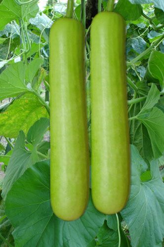 Bottle Gourd