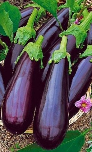 Brinjal Eggplant 