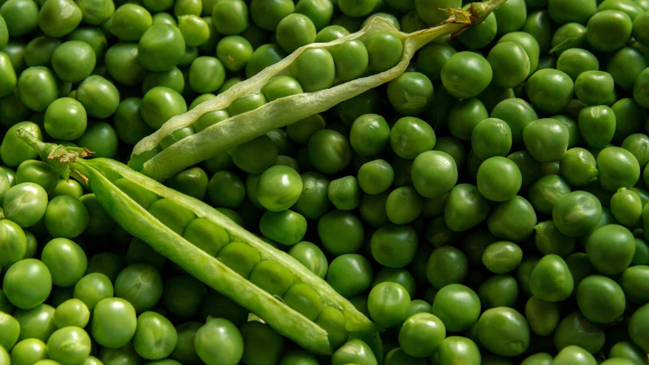 Protein Rich Green Peas